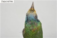 五色鳥藏品圖，第9張